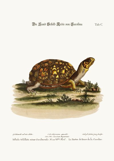 The Land-Tortoise from Carolina by George Edwards
